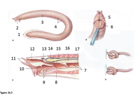 Hagfish Anatomy Diagram | Quizlet