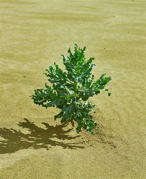 Gobi Desert Green Plant stock photo. Image of asian - 159599292