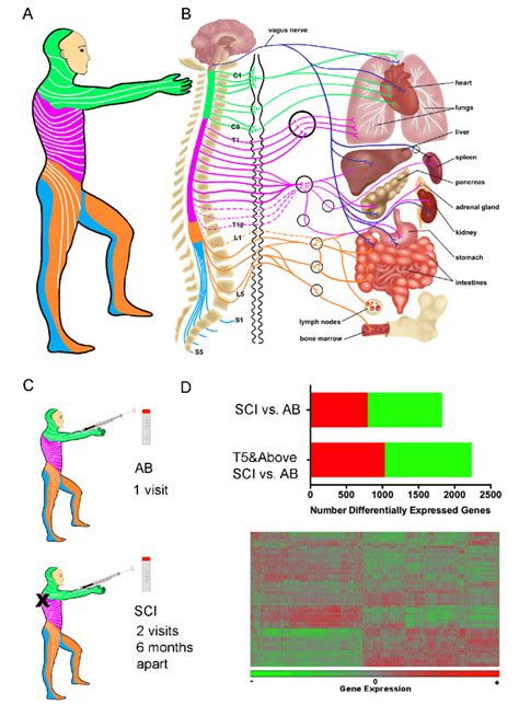 Spinal Cord Dermatome Anatomy