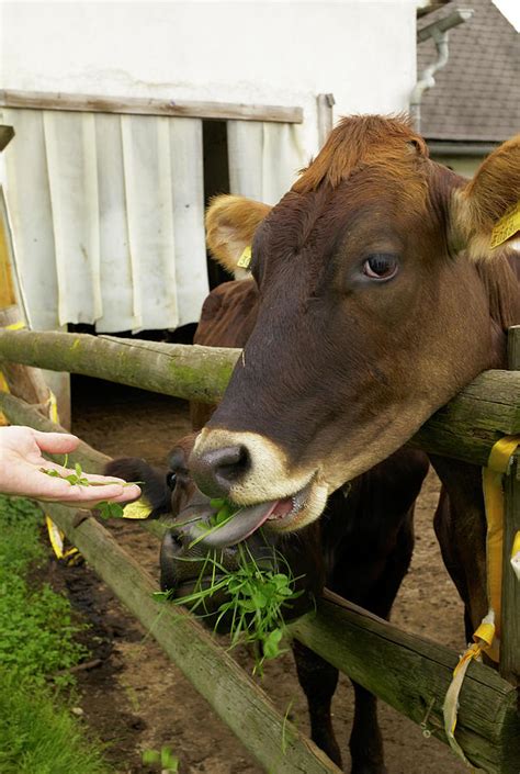 Cows Eating Grasses In Styria Photograph by Jalag / Natalie Kriwy ...