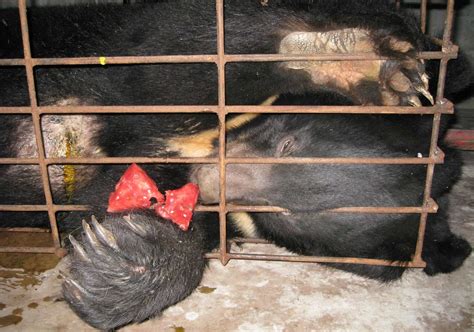 Bear Bile Farming | Horror in China - Our Breathing Planet