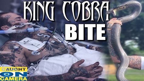 tattoos snack King Cobra Bite! CAUGHT ON CAMERA! - who am i football