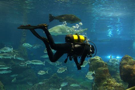 Exploring the Mysteries of the Sea as a Marine Biology Major | Florida ...