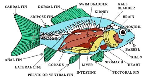 How do Carp swim through water using fins names of carp fins