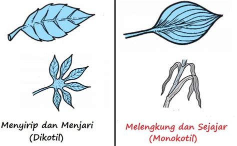 Koleksi 93 Gambar Daun Monokotil Dan Dikotil HD - Gambar