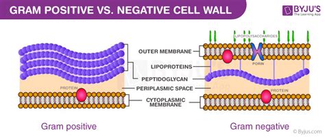 Composition of Bacterial Cell Wall