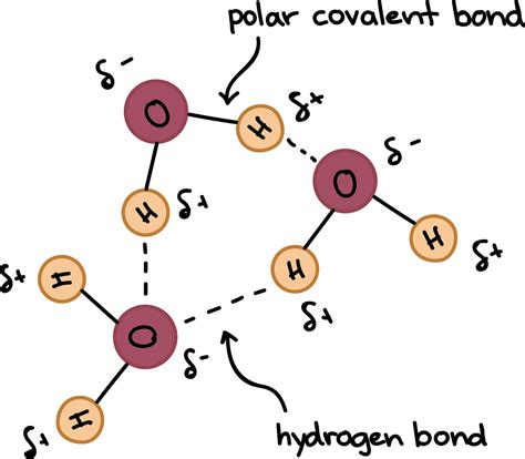 Water Is Best Described as a ___ Molecule