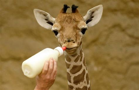 Amazing Animals Pictures: Lovely, tender and cute: The Baby Giraffe ...