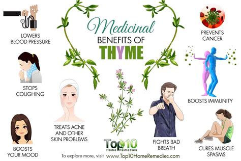 10 Medicinal Benefits of Thyme | Top 10 Home Remedies