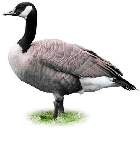 Geese Facts | What Do Geese Eat | DK Find Out