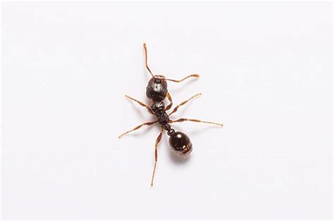 How to Get Rid of Pavement Ants: Facts & Control