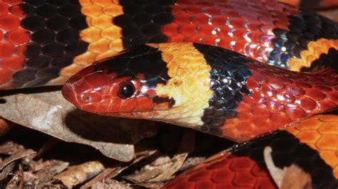 How the Kingsnake Is Still Fooling Predators into Thinking It’s ...