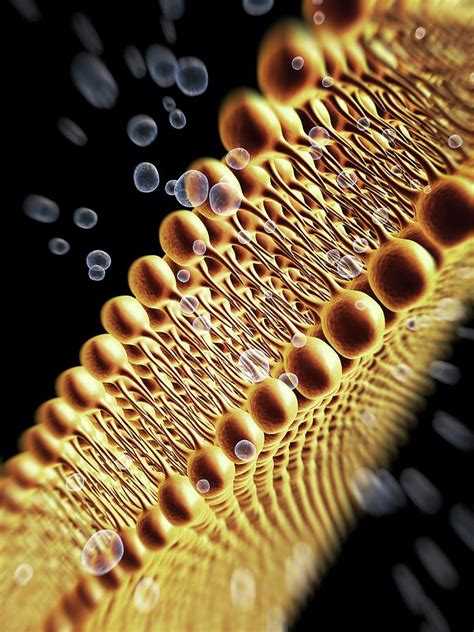 Cell Membrane Lipid Bilayer Photograph by Alfred Pasieka/science Photo ...