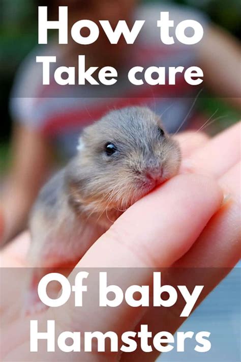 How to Take Care of Baby Hamsters – Hamsters101.com