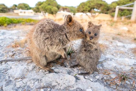 Quokka Babies - The Cutest Happiest Baby Animals in the World 🐻 ...