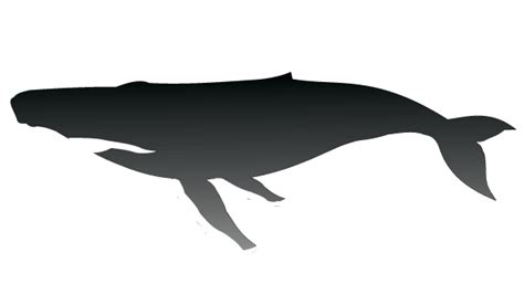 Humpback Whale Silhouette Vector | Download Free Vector Art | Free-Vectors