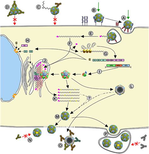 Frontiers | Evolutionary and Structural Overview of Human Picornavirus ...