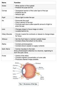 The Retina (A-level Biology) - Study Mind