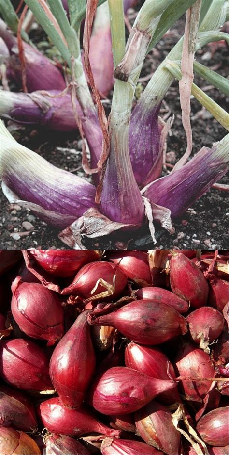 Shallots are growth by planting the small bulbs produced from the main ...