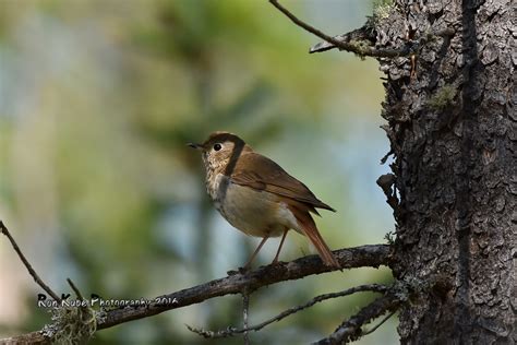 Hermit Thrush DSC_1608 | Posting for identification, Swainso… | Flickr