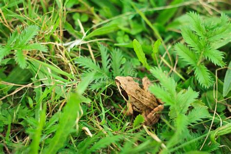 Frog in grass stock photo. Image of animal, beast, frog - 21142100