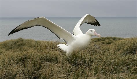 Wandering albatros feel upwind | Polarjournal