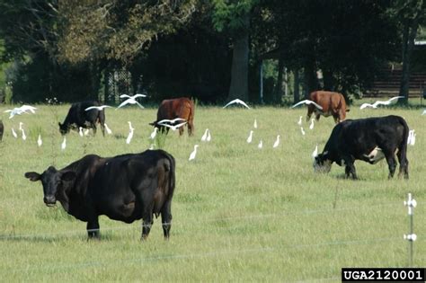 Cattle Egret - Bubulcus ibis - NatureWorks