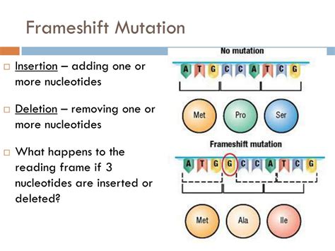 Frameshift Mutation Diagram