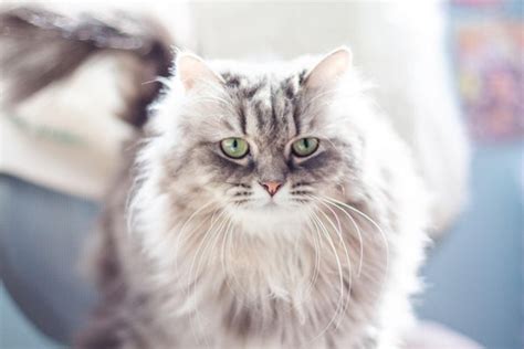 Silver Siberian cat—the beauty of the feline world