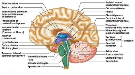 Diencephalon function, Thalamus, Metathalamus, Hypothalamus ...