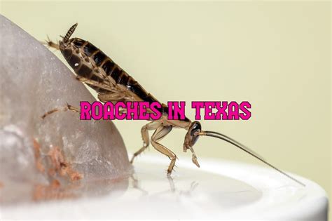 32 Common Roaches In Texas (With Pictures)