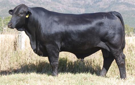 Brangus Cattle Breed: Facts, Uses, Pictures, Origins & Characteristics ...