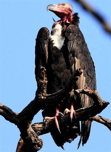 Red-headed vulture | Birds of India | Bird World