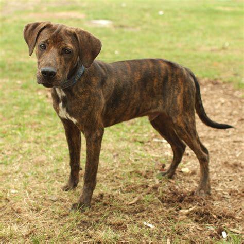 Plott Hound - Puppies, Rescue, Pictures, Information, Temperament ...