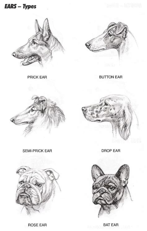 Dog info, Ear, Dog breeds