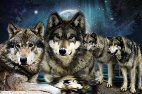 Nevada Wolf Pack Wallpaper - WallpaperSafari