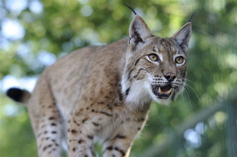 Lynx | Mammal | Scottish Wildlife | Scottish Wildlife Trust