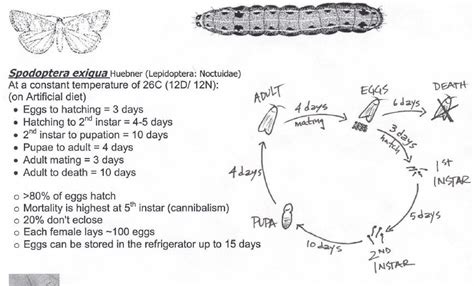 New Page 2 [caterpillars.unr.edu]