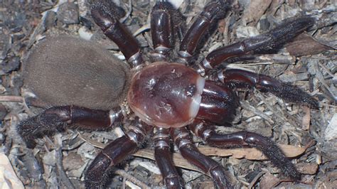 New giant trapdoor spider discovered in Australia - 'it's a big ...