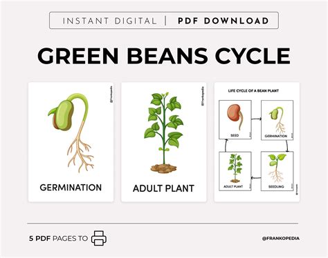 Bean Plant Life Cycle