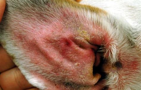 Skin Problems in Dogs Slideshow: Mange, Allergic Dermatitis, Impetigo ...