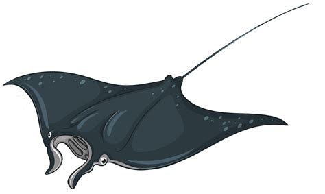 Stingray Vector at GetDrawings | Free download