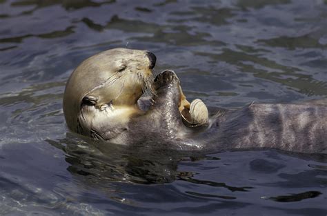 Sea Otter Floating On Back Eating Clams Photograph by Michael DeYoung