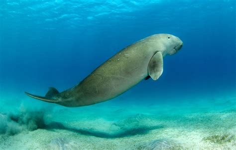 Dugong | Diet, Size, Habitat, & Facts | Britannica