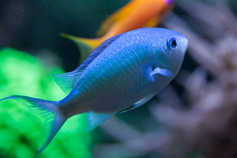 Green Chromis Stock Photos, Pictures & Royalty-Free Images - iStock