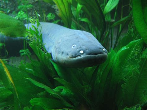 How electric eels use shocks to ‘remote control’ other fish