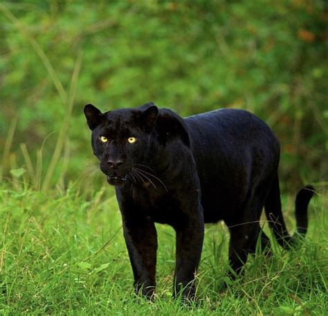 Beautiful Black Panther : r/hardcoreaww