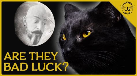 Shocking Black Cat Myths & Superstitions Explained! - YouTube