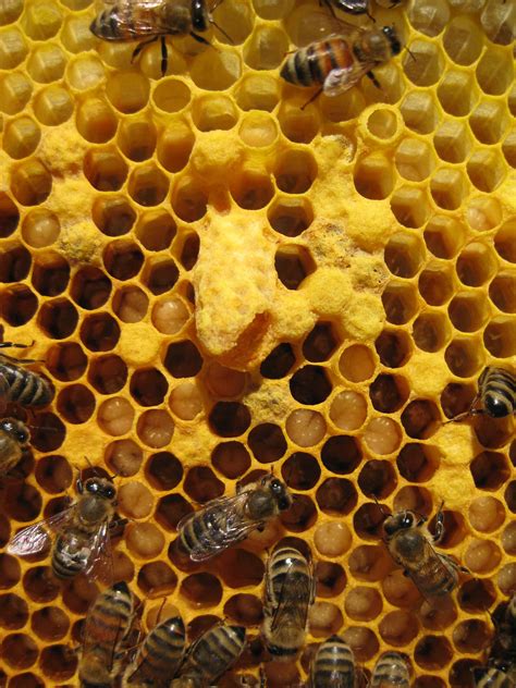 Hive Inspections – August 25