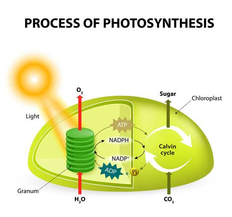 Photosynthesis Diagram